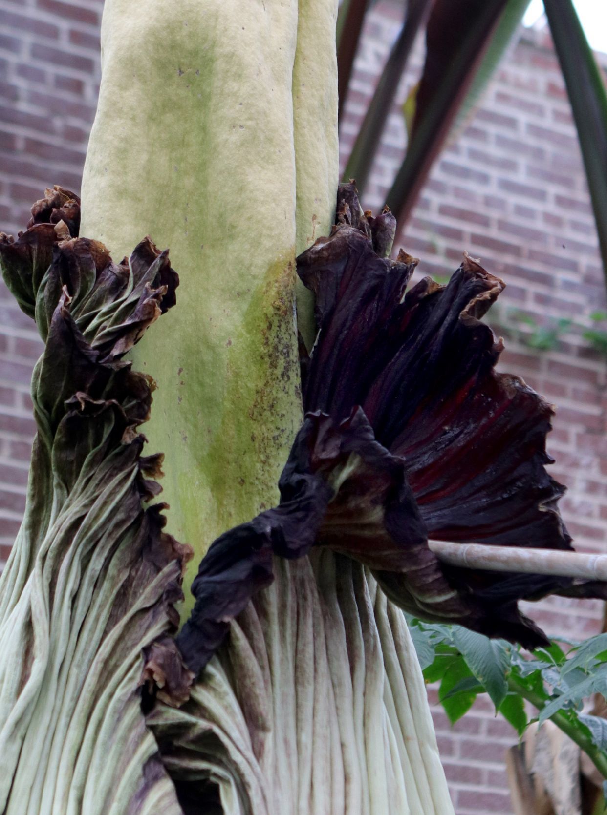 Corpse flower at MoBot will not bloom